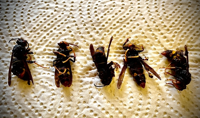 Piège sélectif contre les frelons asiatiques