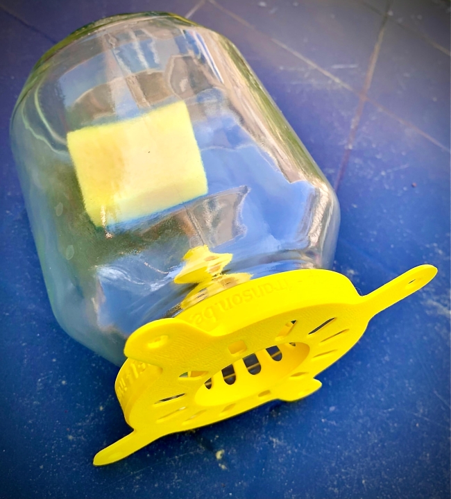 Piège sélectif contre les frelons asiatiques